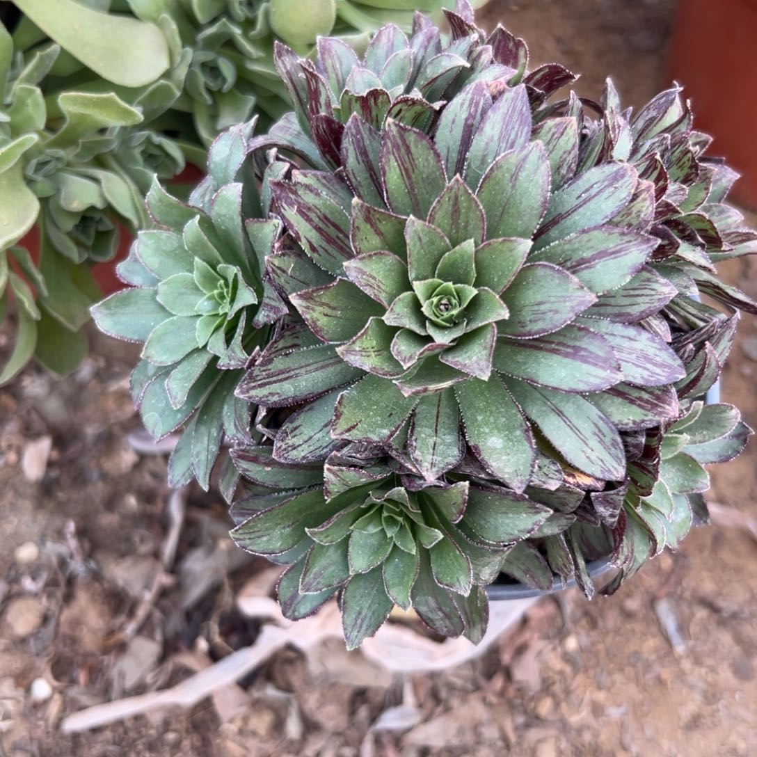 N****゛多肉植物多肉植物