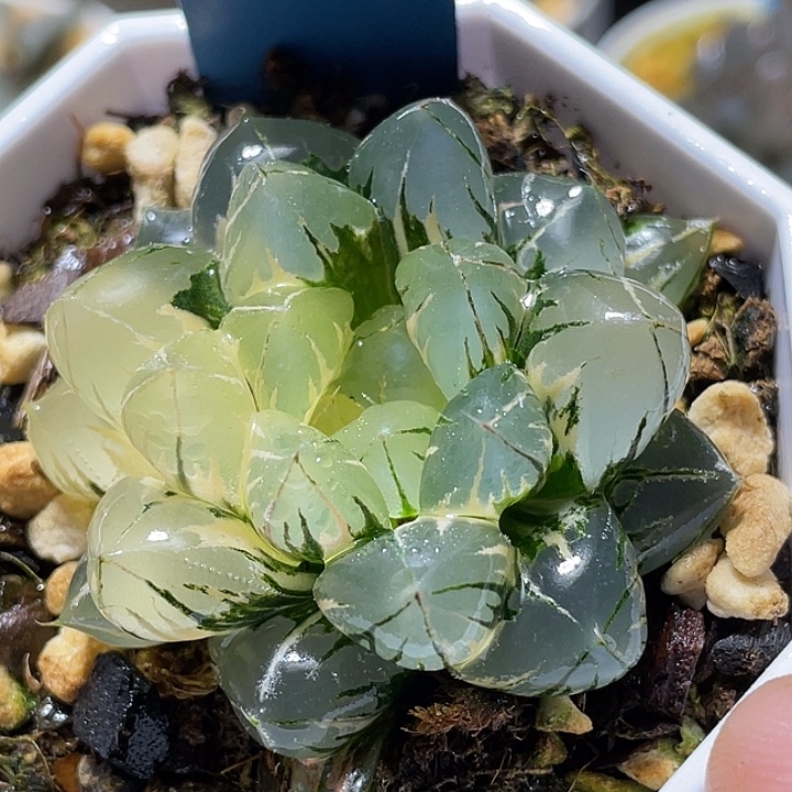 551正版水晶玉露锦福利