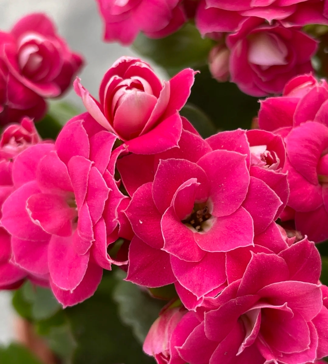 粉妍，100原盆原土