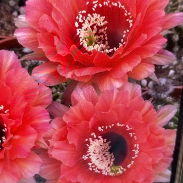 香香新金刚带根5公分左右