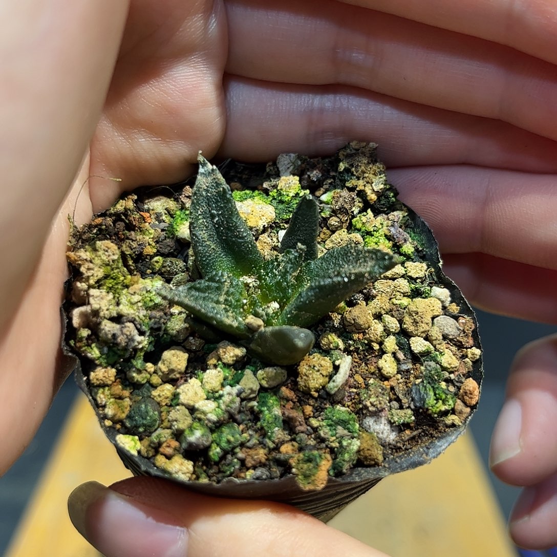 2.5cm实生密尤哥斯拉背尤