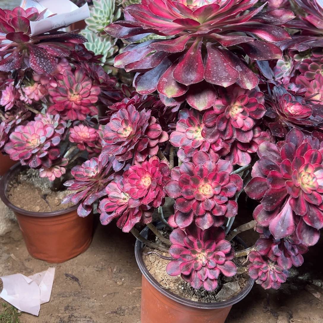 丫****2116多肉0000000000000000