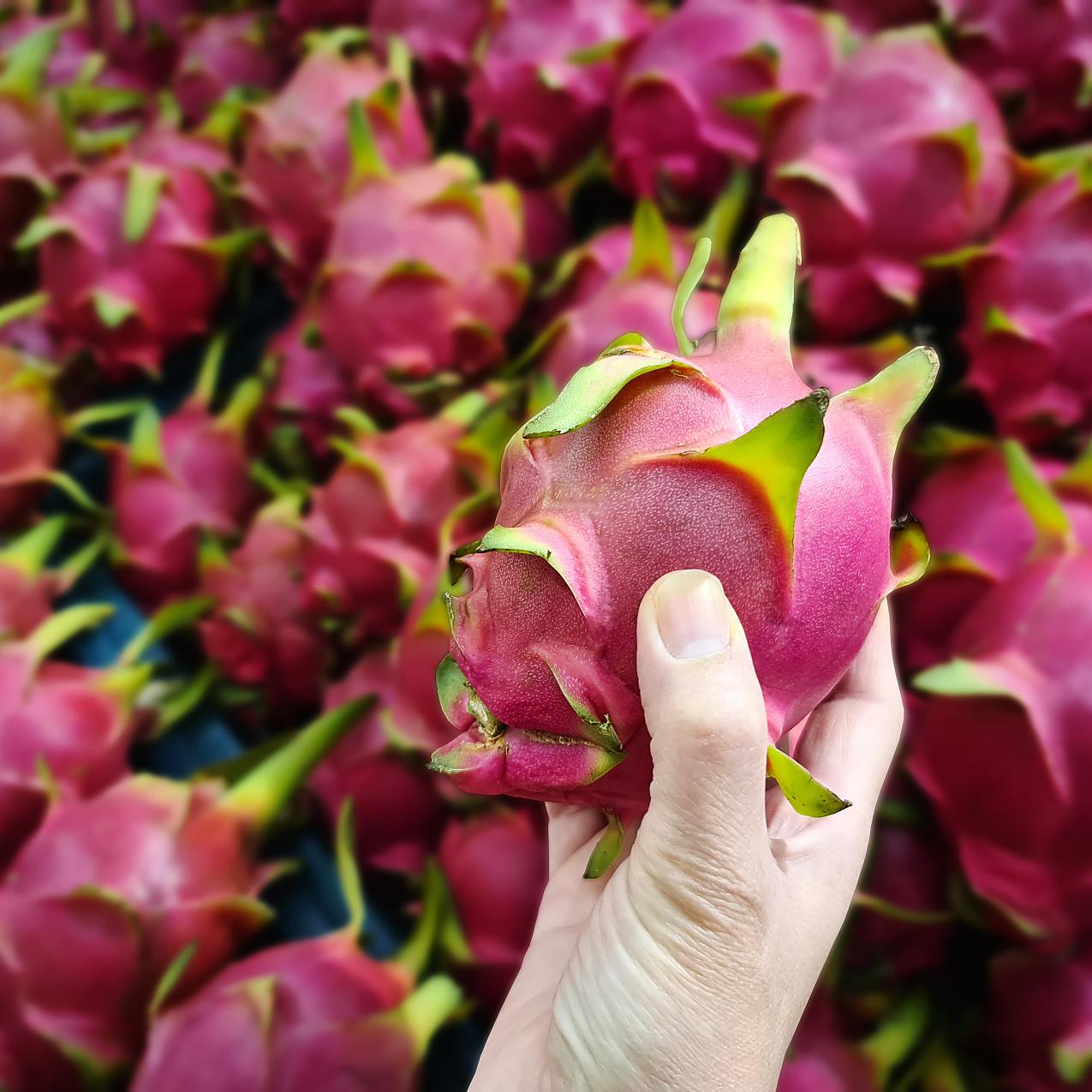 【鲜果源红心火龙果5斤】热带水果产地直播适合全家食用健康美味