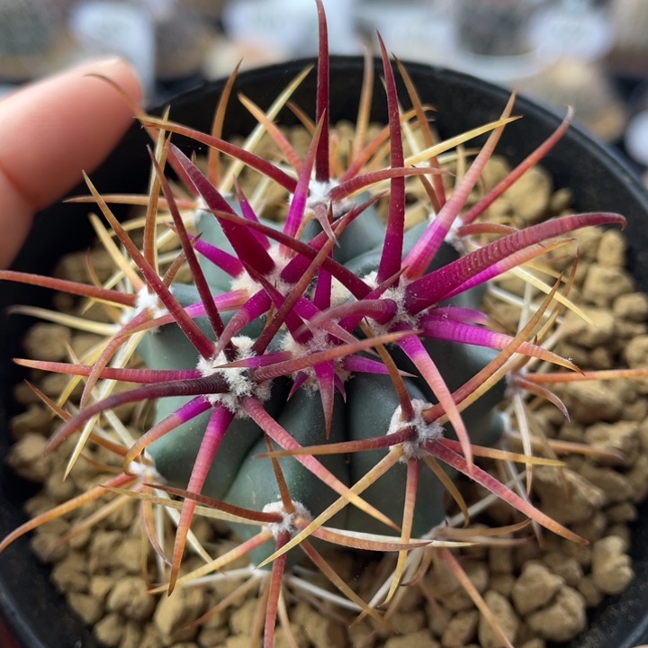 红刺金冠龙         实生根