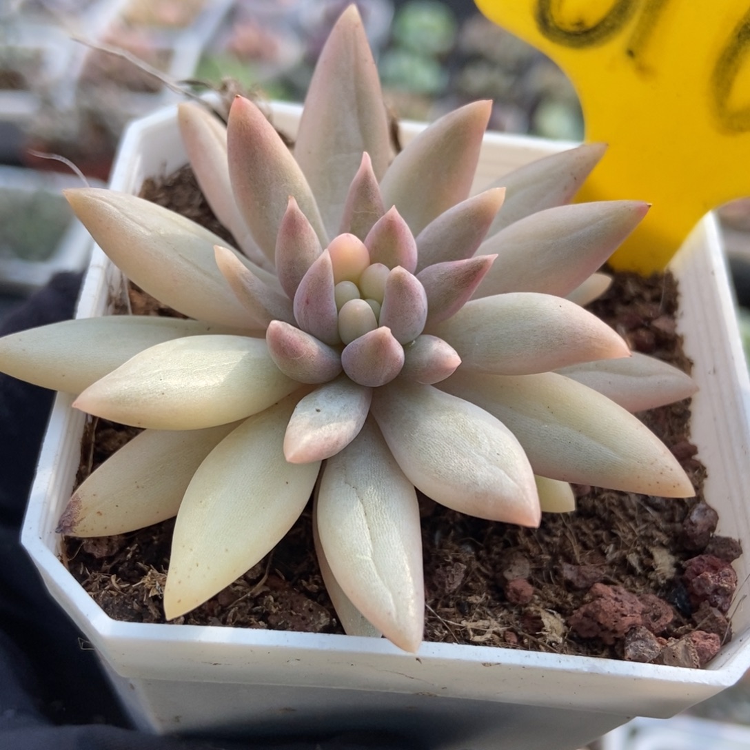 6105红蜻蜓锦多肉植物