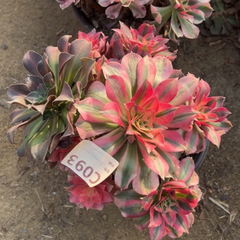 小****多肉植物女巫一个