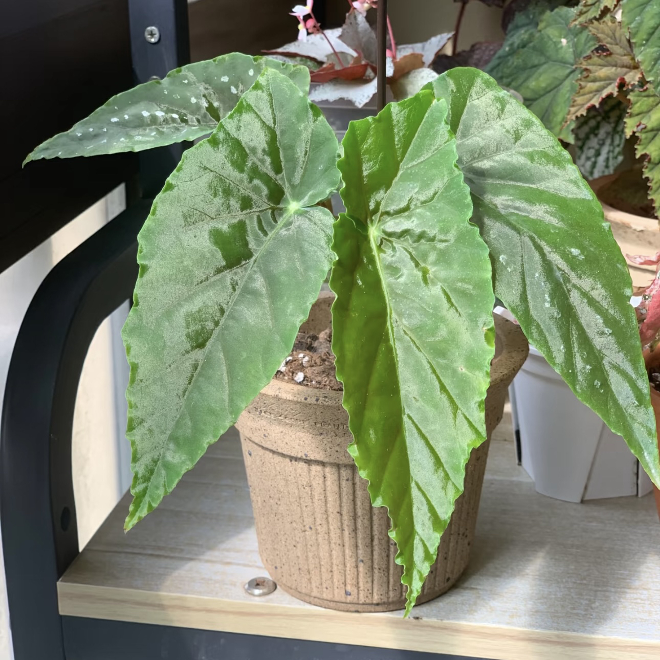 【棱镜秋海棠】超火好看好养竹节秋海棠耐热ins风