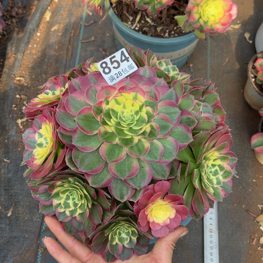 M****多肉植物854海仙的