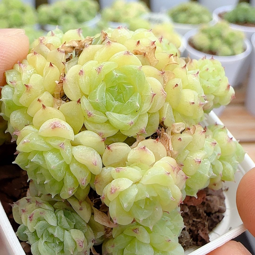 【闪购商品】0708-19包子