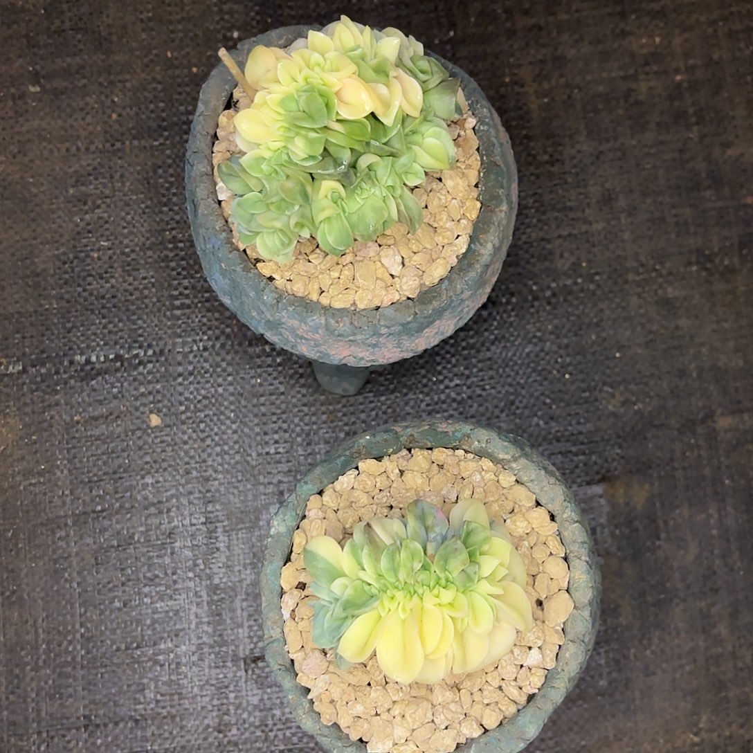 开****啦啦啦啦啦啦啦啦啦啦