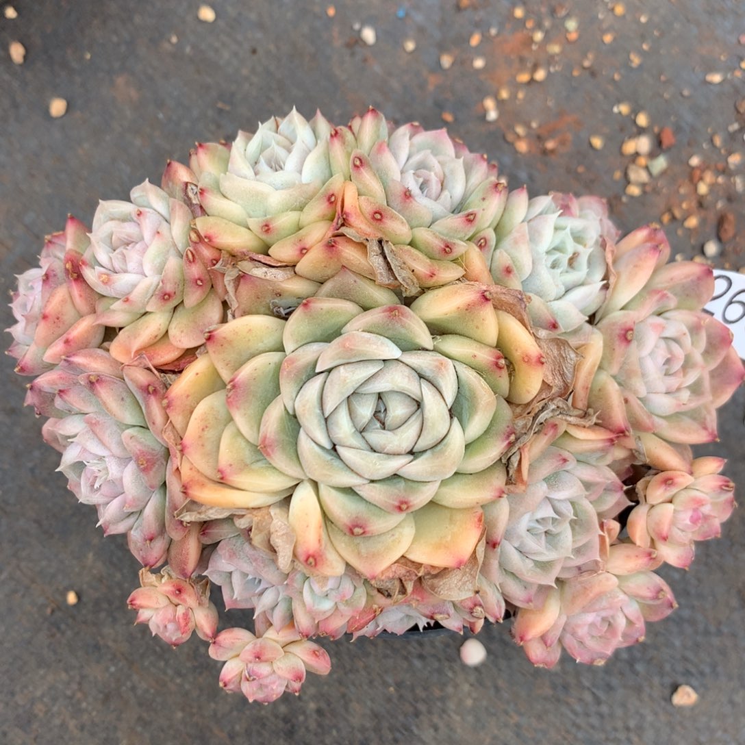 2608杂交精品基地13.5厘米