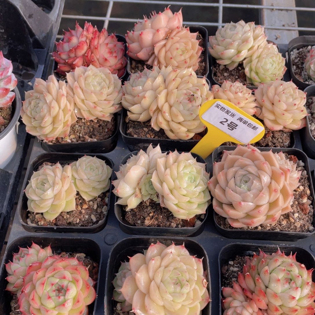 2号开播福利奶油麦秆双头2个发不一样性状