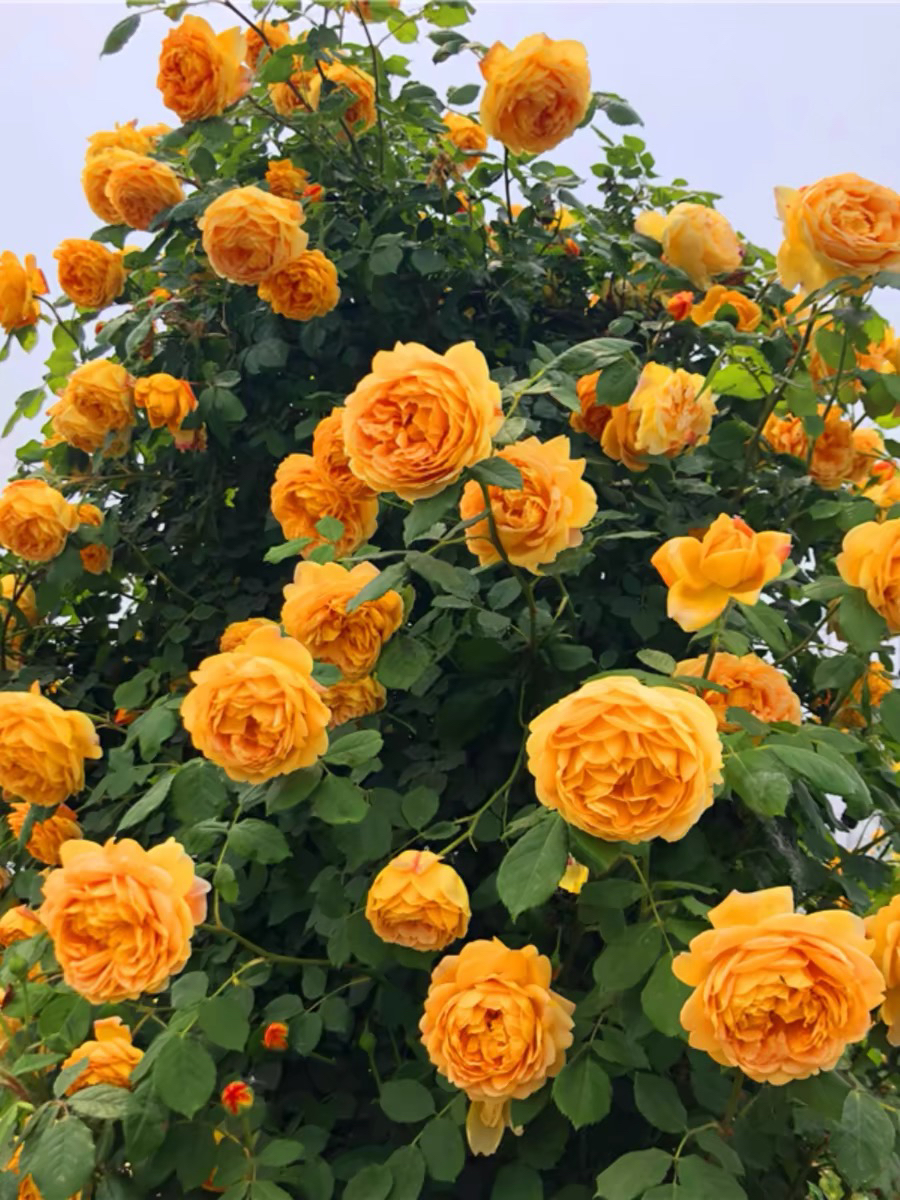 大苗爬藤月季花苗奥斯汀浓香大花爬藤玫瑰黄金庆典阳台庭院蔷薇花