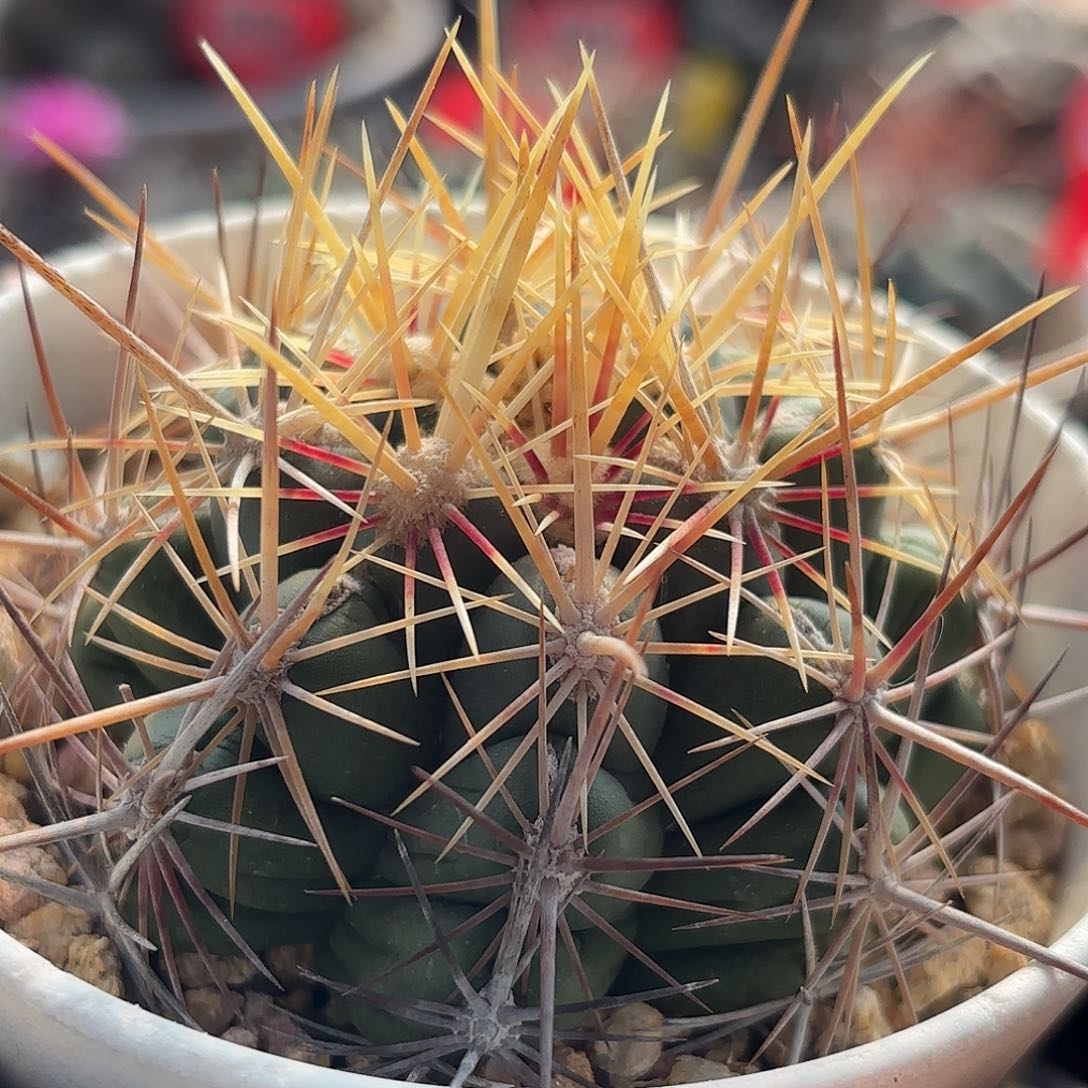 仙人球实生德州荣耀