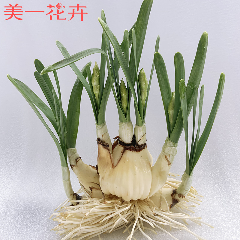 【养护好已长叶】【不带盆】水仙花种球发芽水培春节开花带芽发货