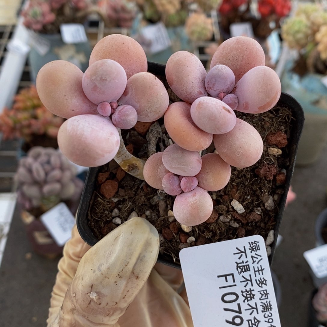 橙奶079/6cm的肉
