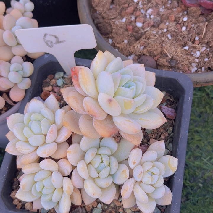 健健康康平平安安