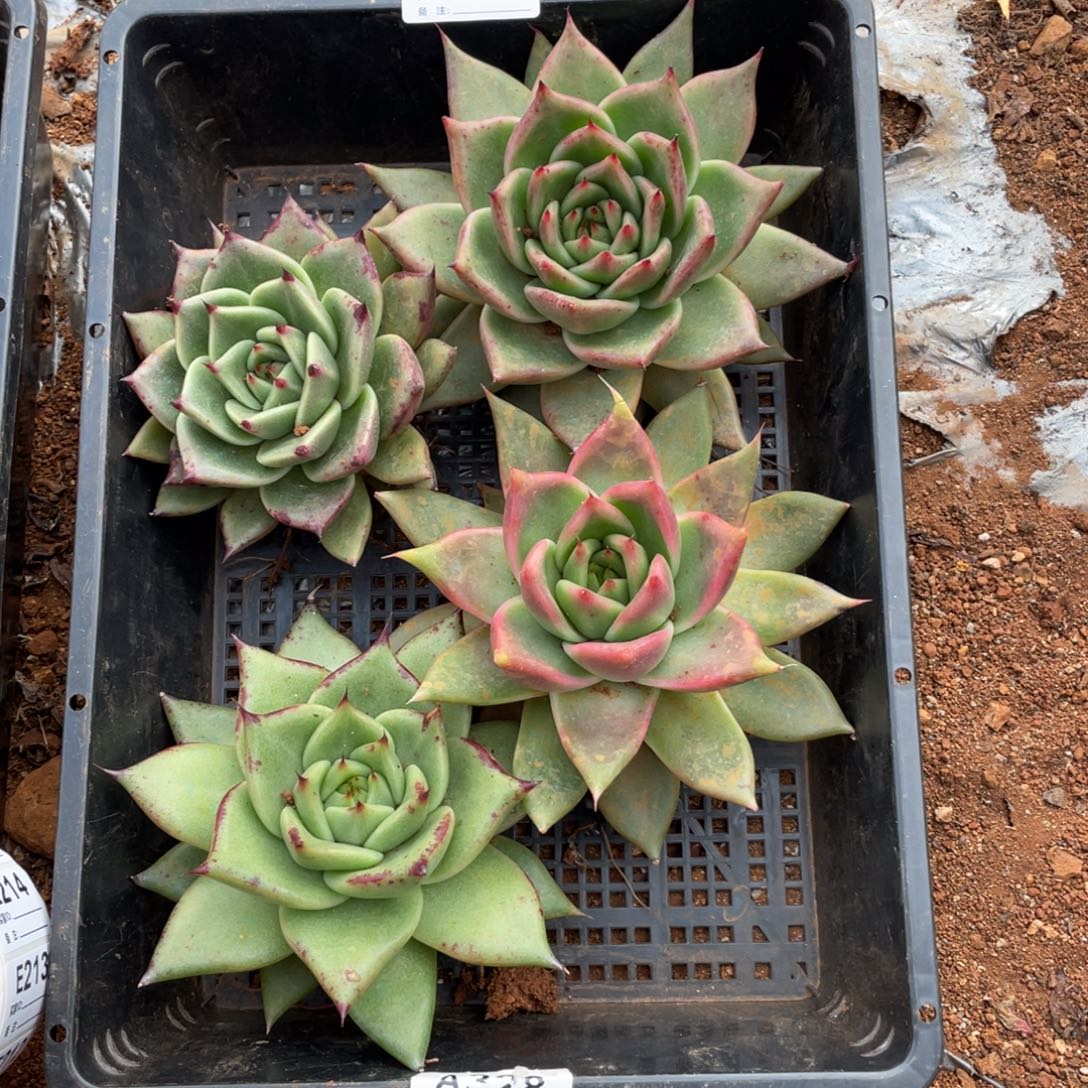 无花朵若如东云组拍E211