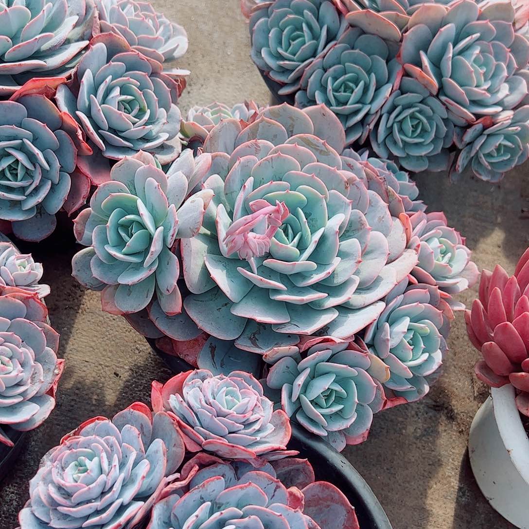 红粉台阁多头群生手捧