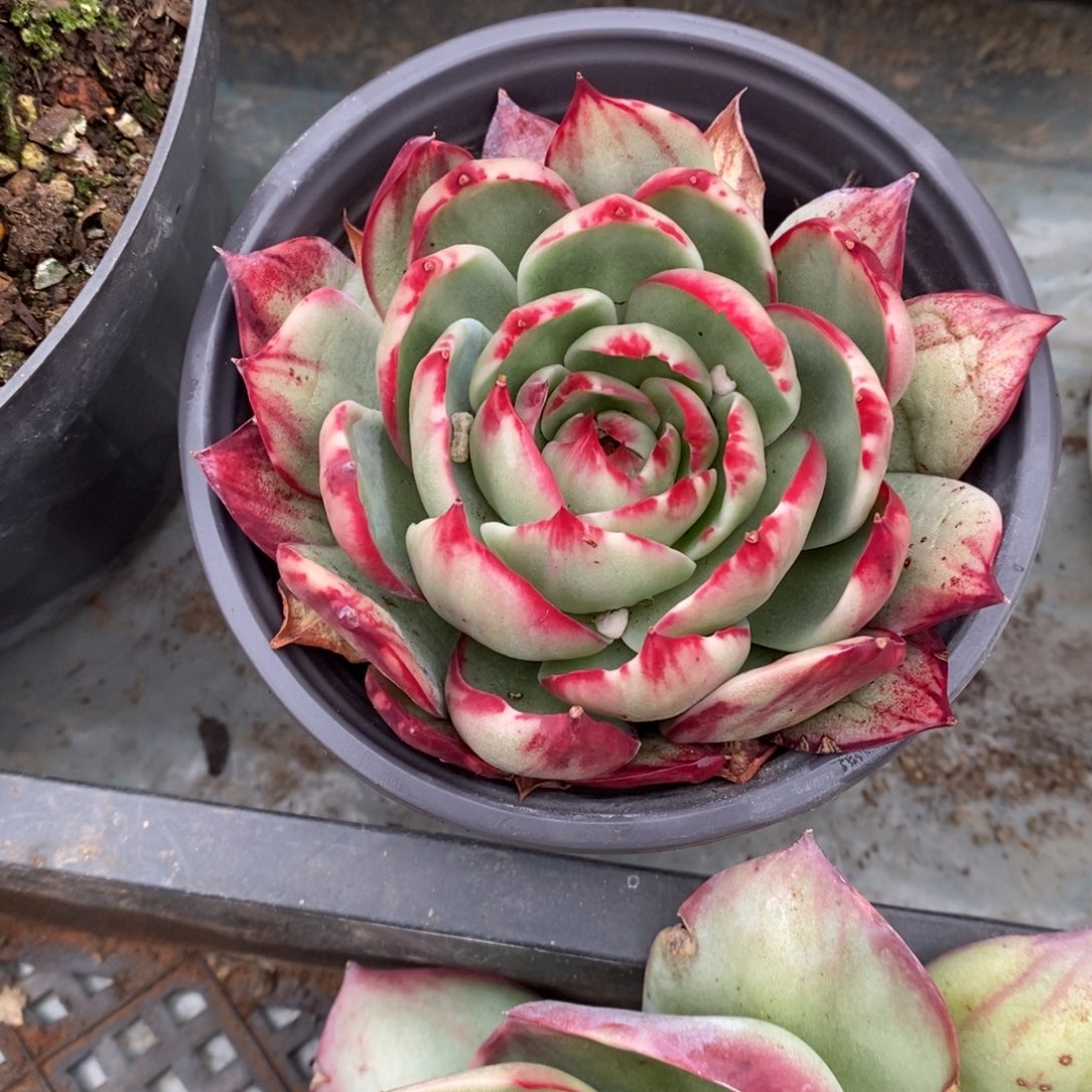 曾***节         27。        