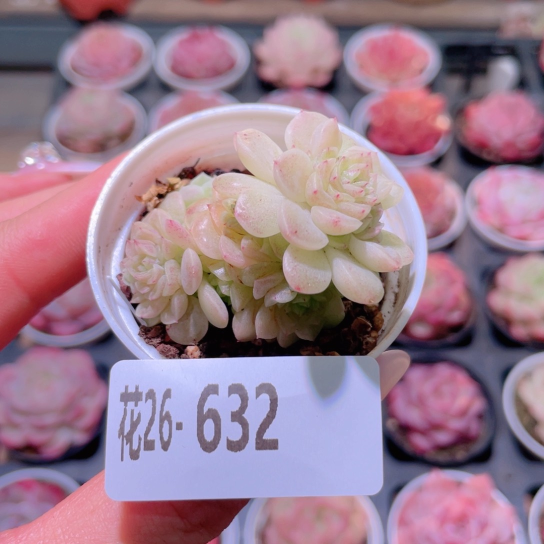 花利美26-632麦秆