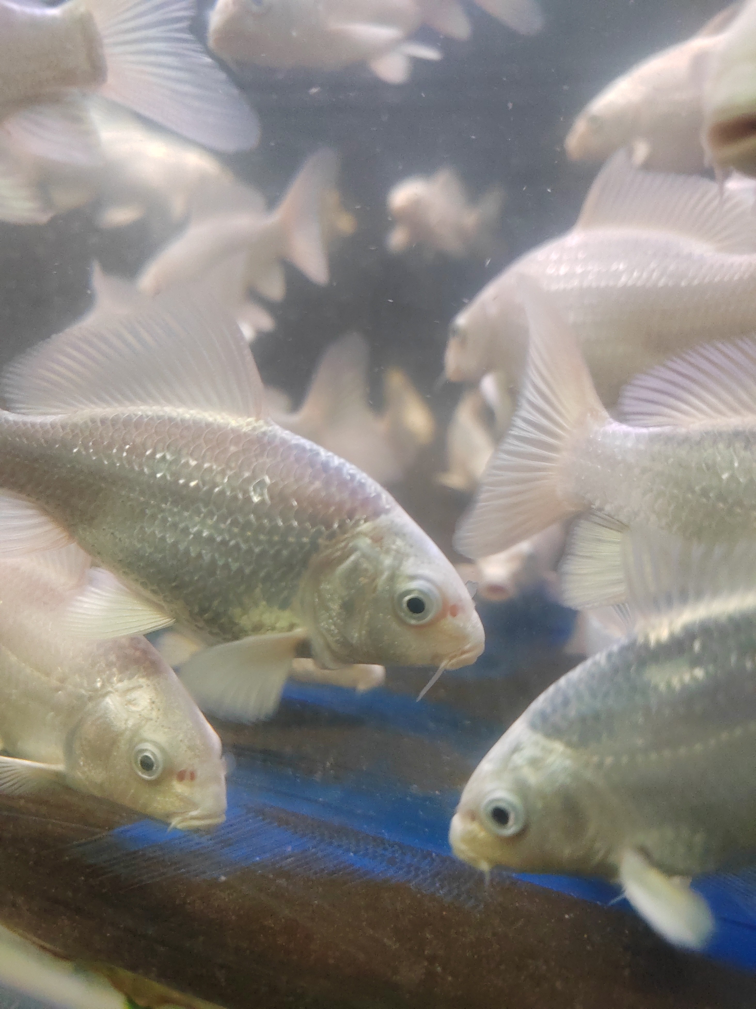 九鲤蝴蝶鲤，二选鱼