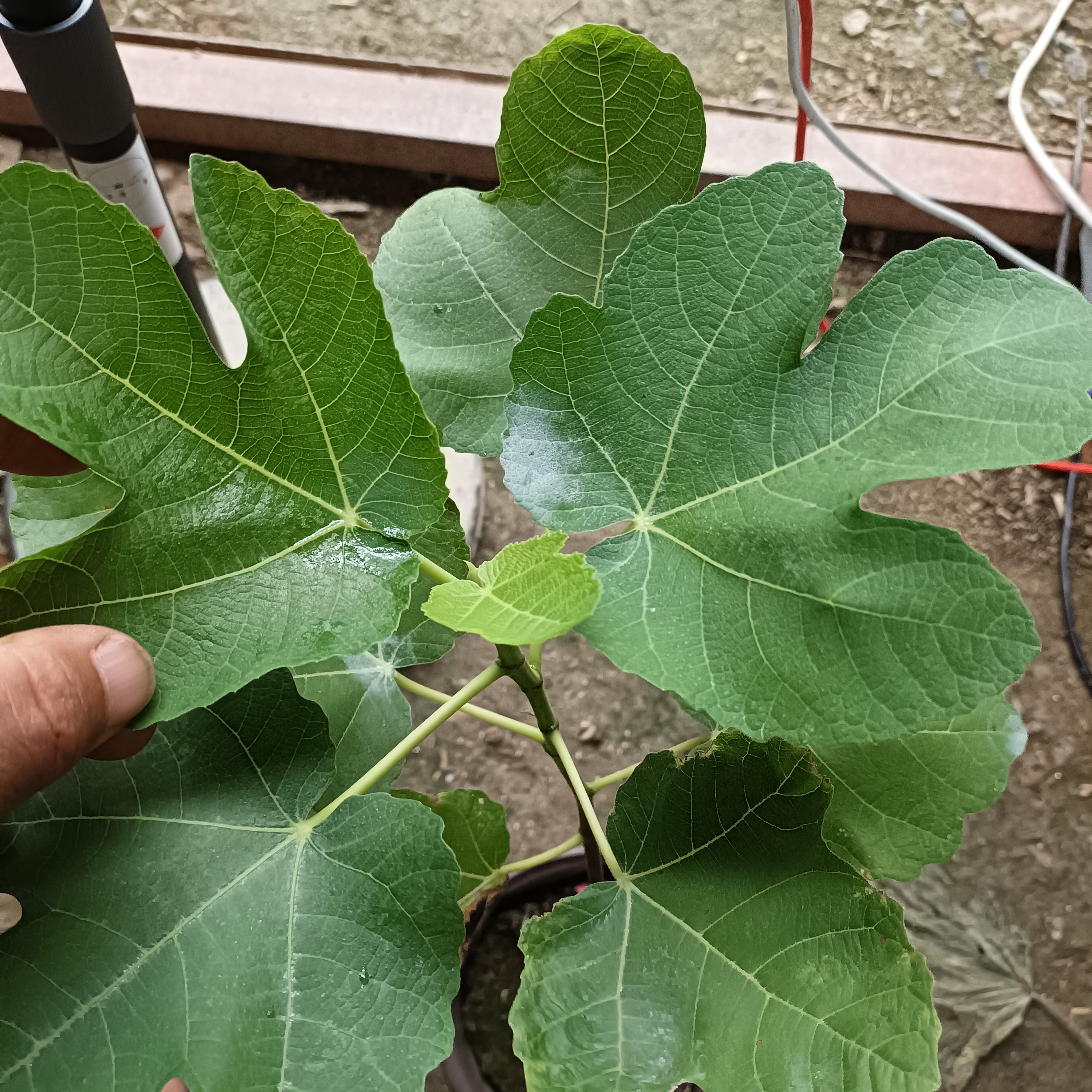 JAA无花果树苗，嫁接苗