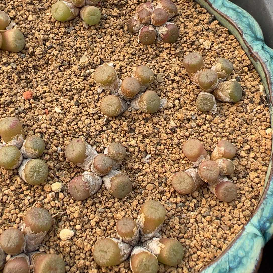 29-281量拍蜜枣铜壶一群