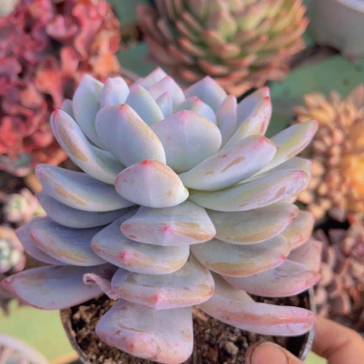 【闪购商品】橙梦露半叠叶22204