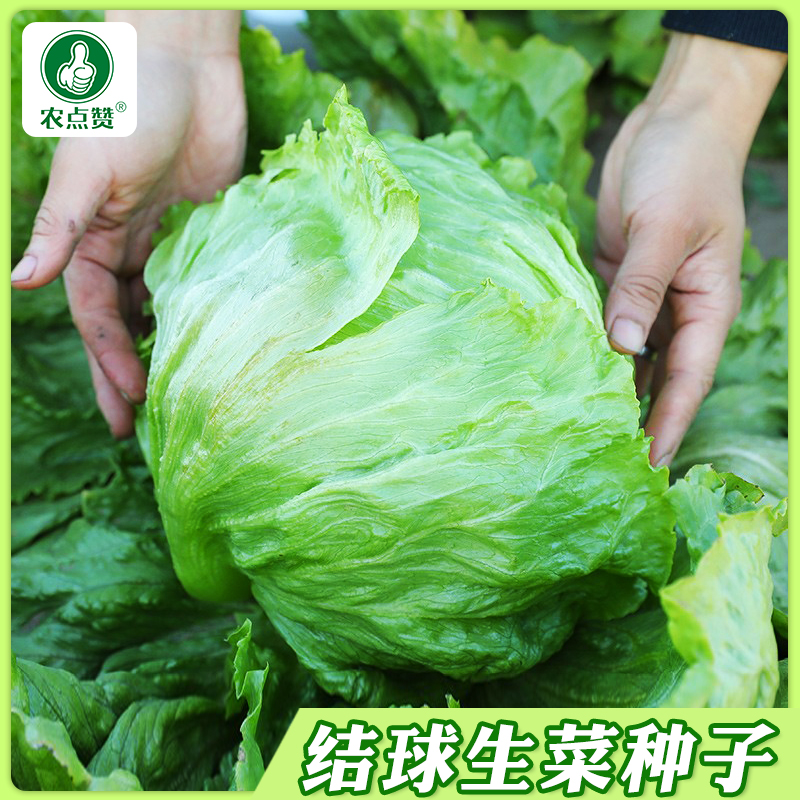 【ZS】厂家正品结球生菜种子甜脆生菜美国耐热球形圆生菜种子
