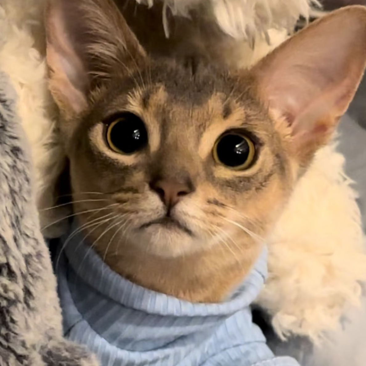 丁丁家•阿比西尼亚猫咪活体购买