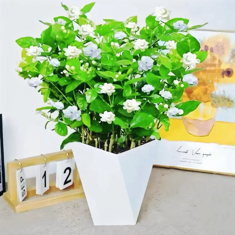浓香型重瓣茉莉花盆栽四季开花可室内外种植好养花卉绿植