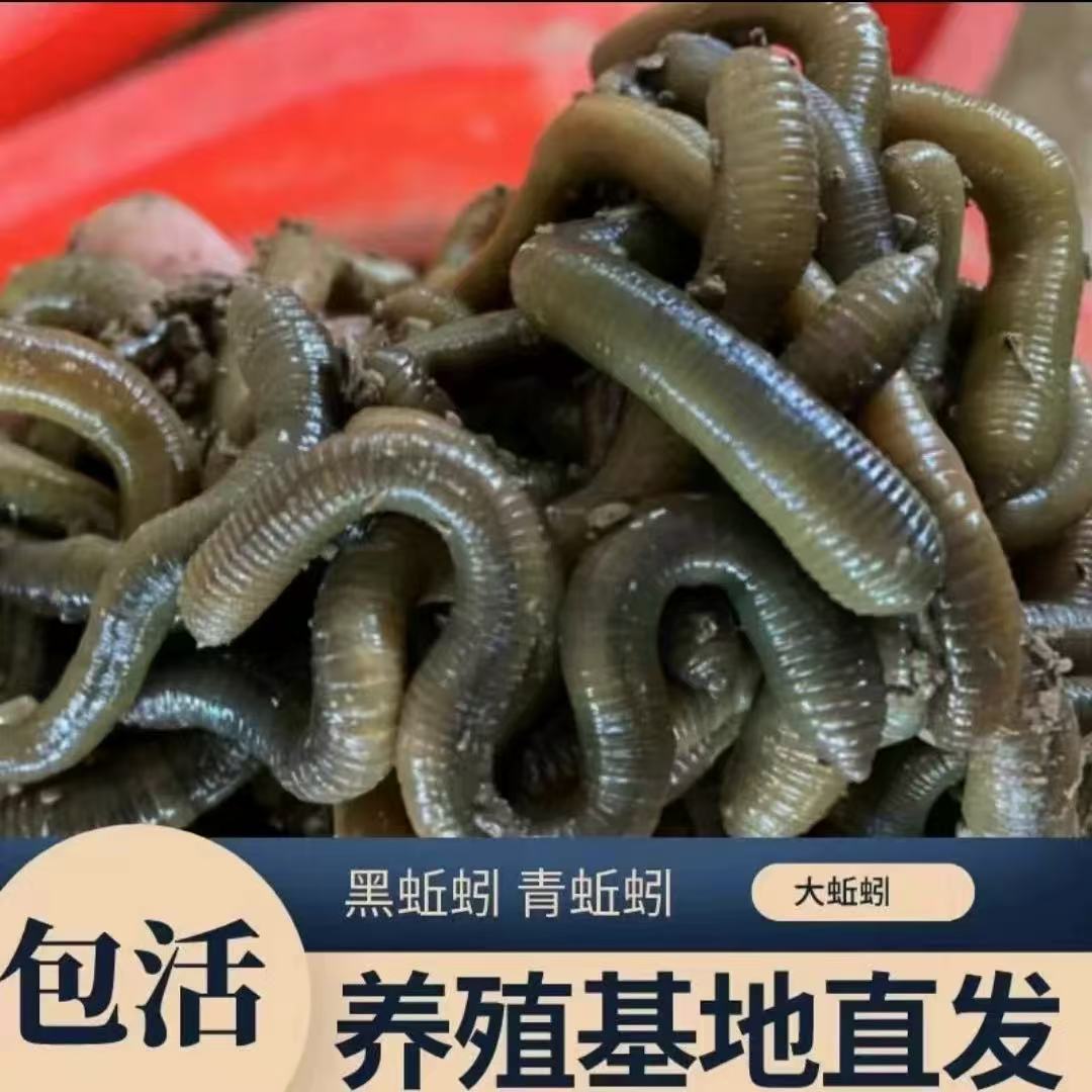 鲜活黑蚯蚓钓黄鳝活体青蚯蚓特臭蚯蚓地龙松土蚯蚓野钓鱼饵活耳