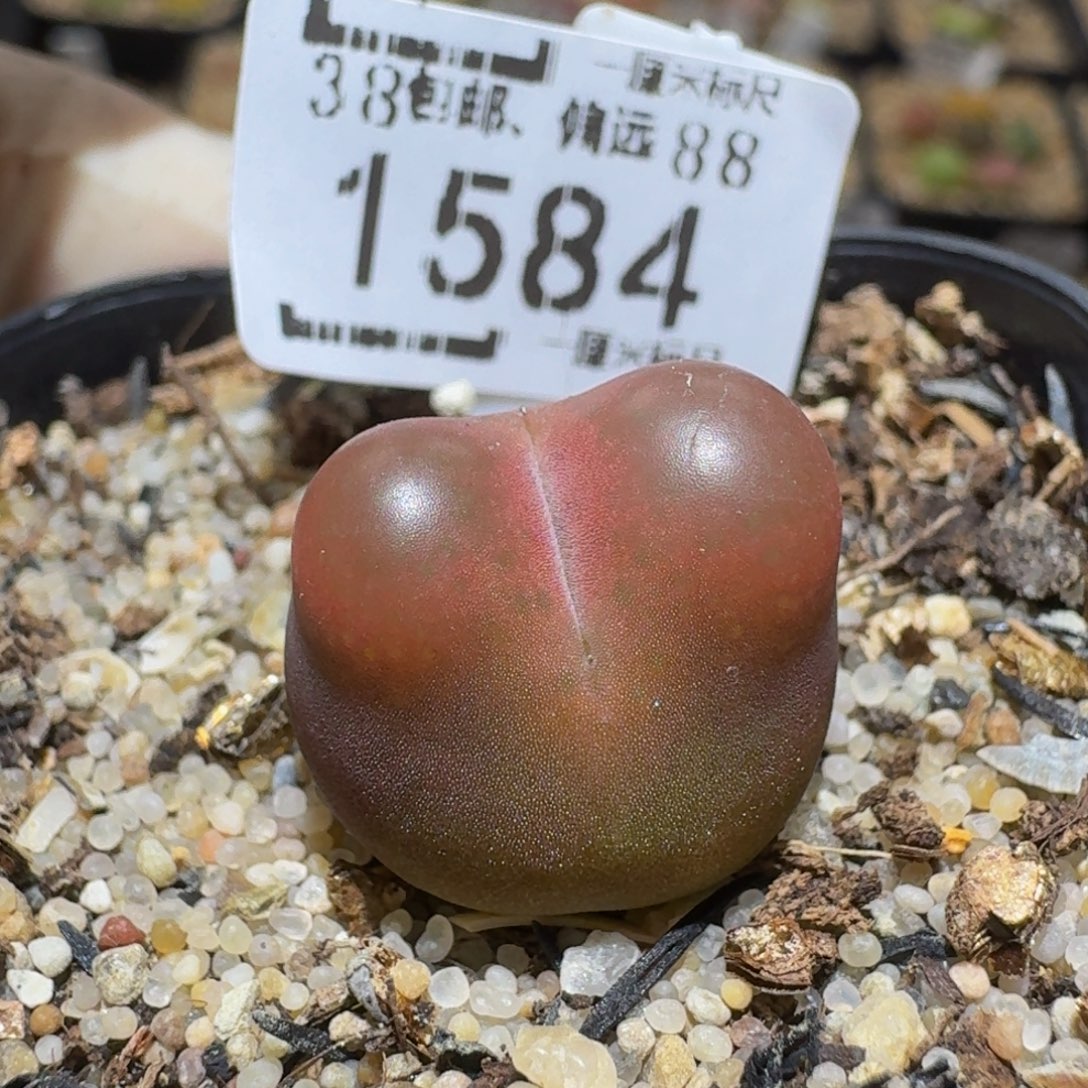 Ssss精品生石花1584