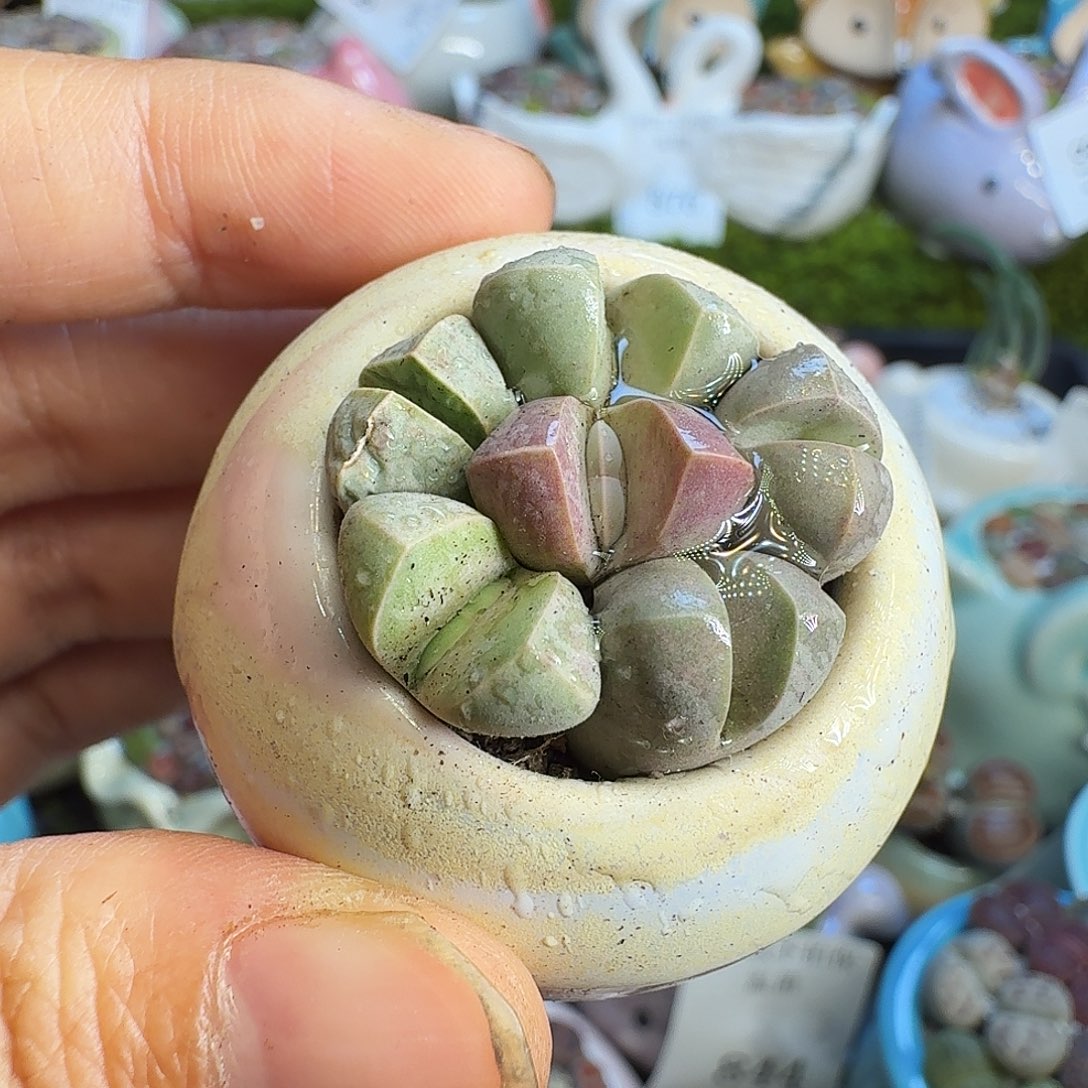 多肉植物福利冲889