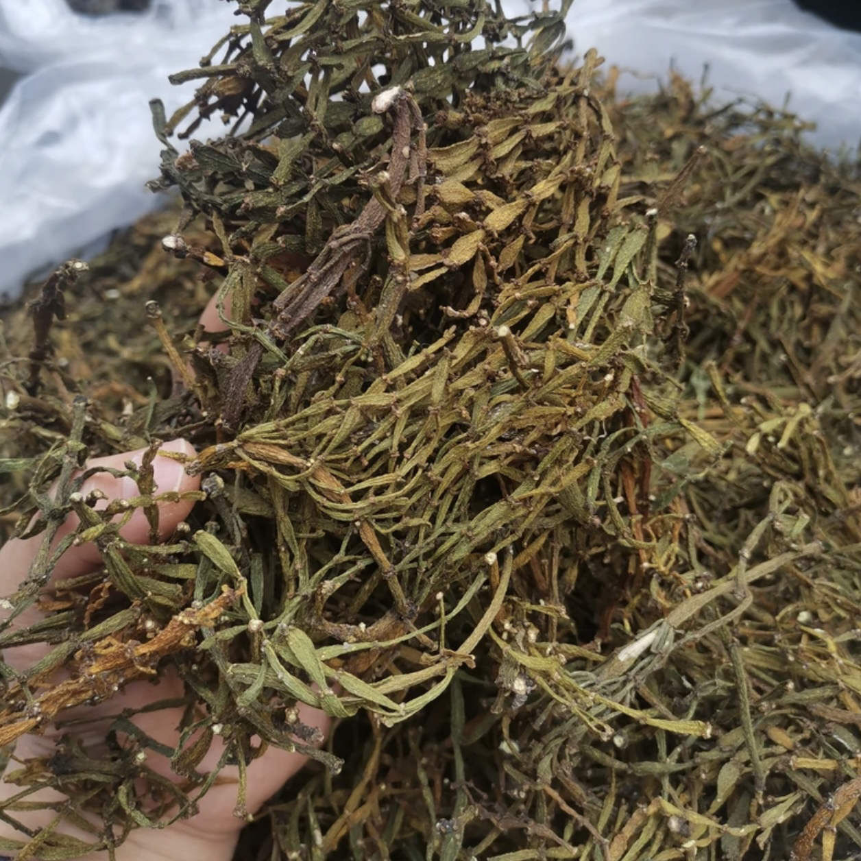 云南古树生长猛货《精品螃蟹脚》