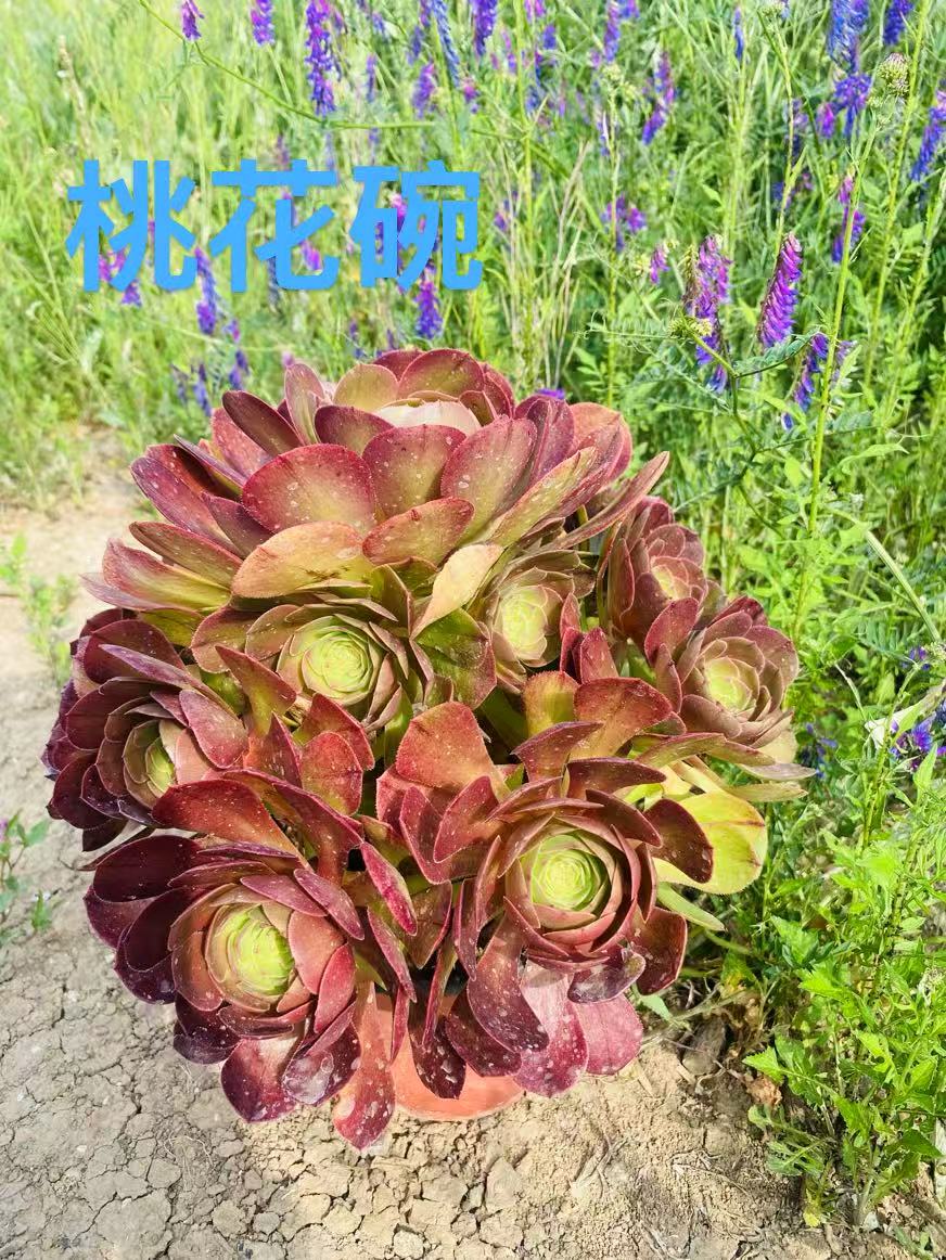 桃花碗手捧鲜花脱土发货法师多肉植物叶展16厘米左右