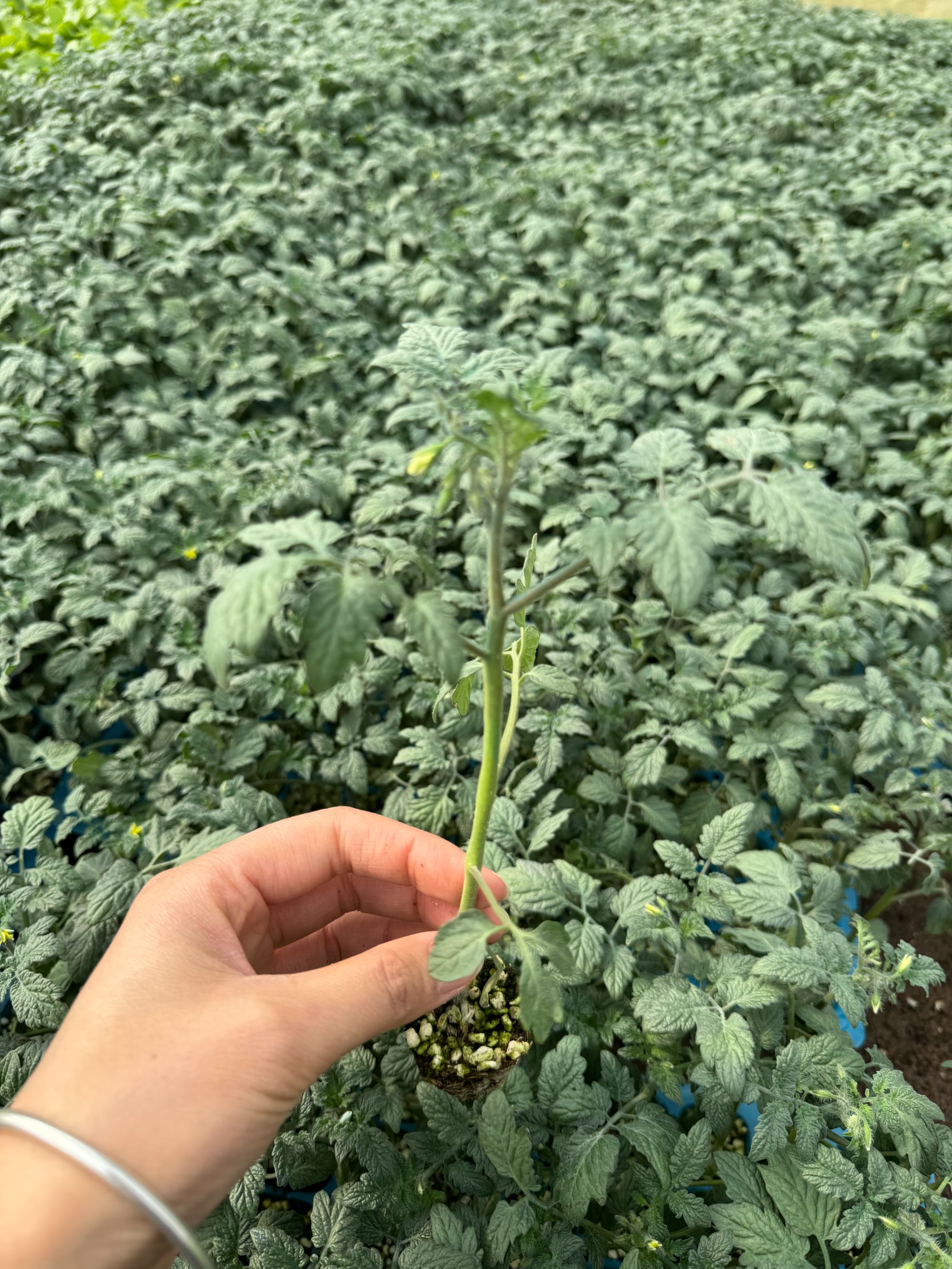 小绿小番茄自生苗   脆甜多汁 皮薄肉嫩 果味浓郁 爽口多汁