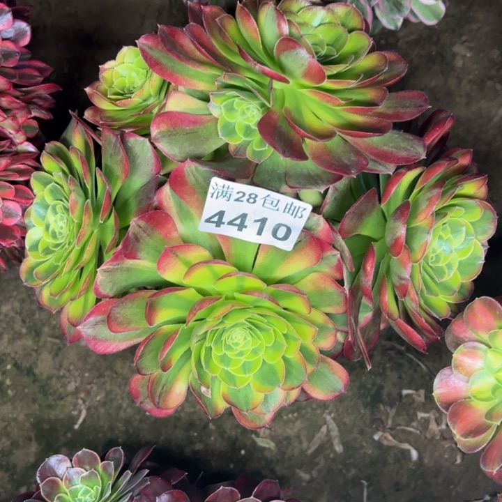 4410奶白多肉植物