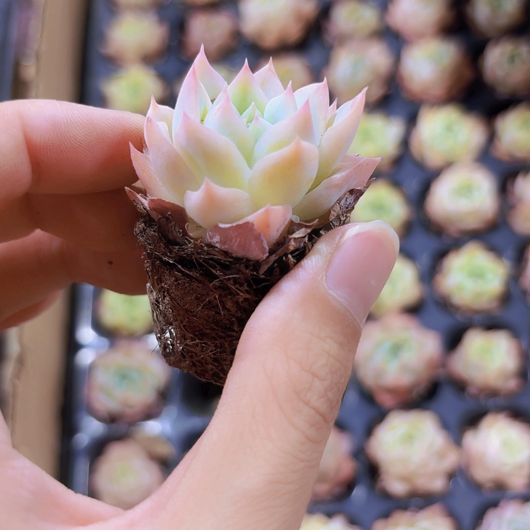 小穴苗莎莎女王2米2颗