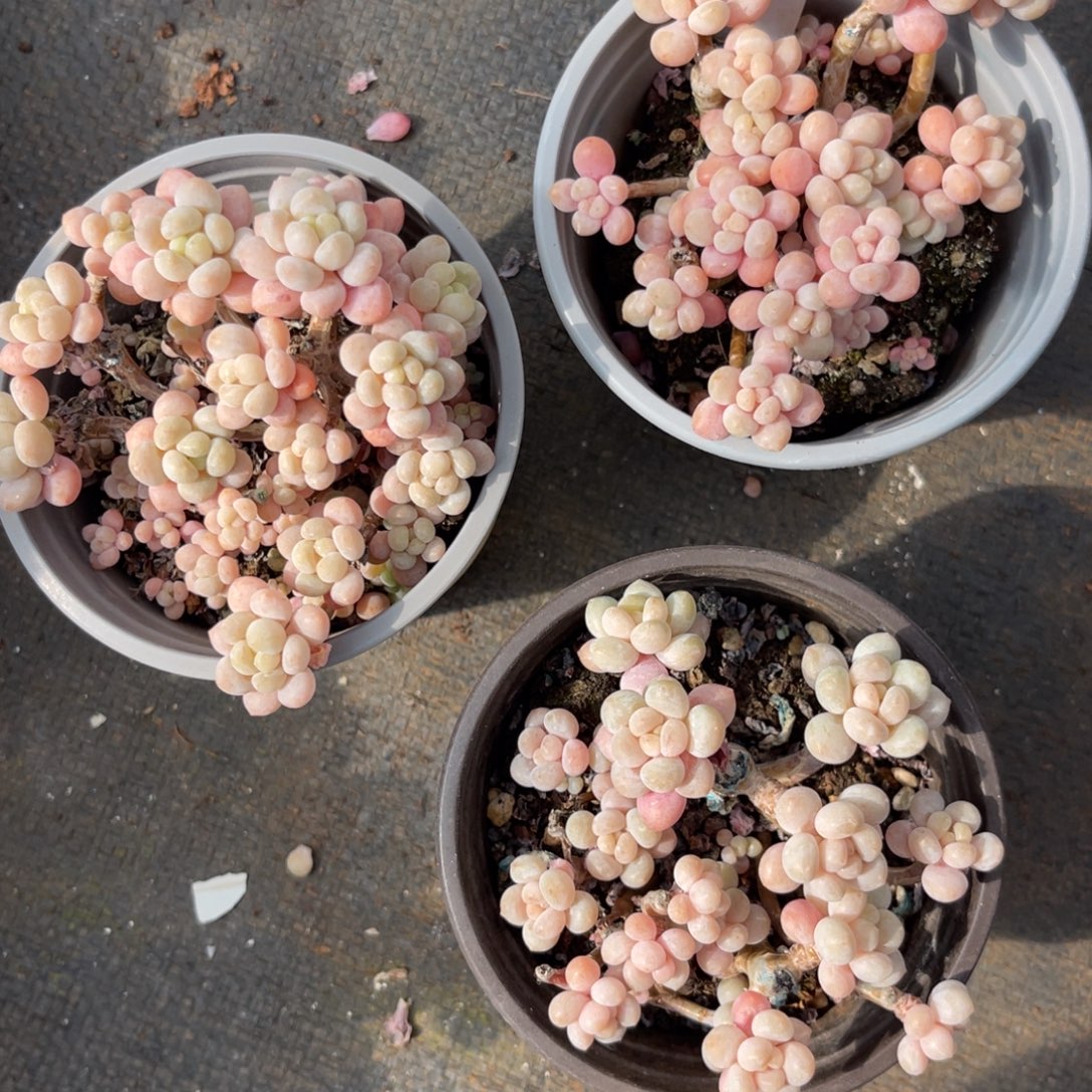 云尘多肉一物一拍不包整1027