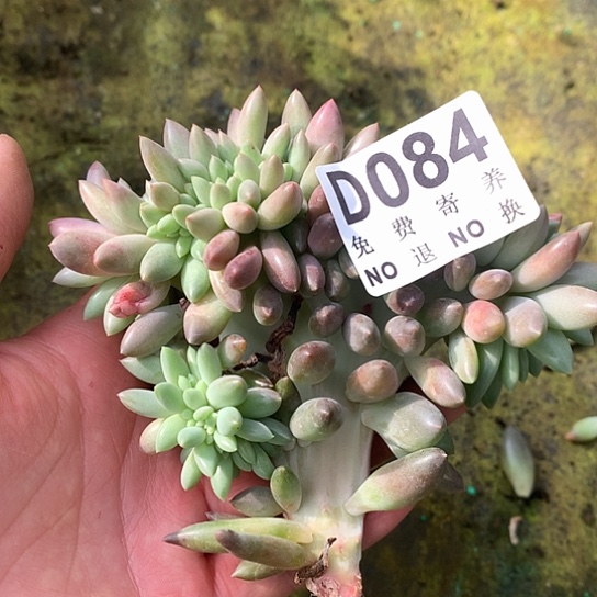 水晶球缀化084 亏本处理退款拉黑7-8天发货