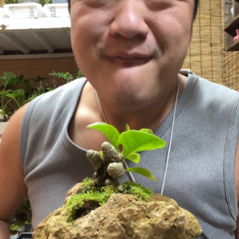 红陶一物一拍所见即所得220