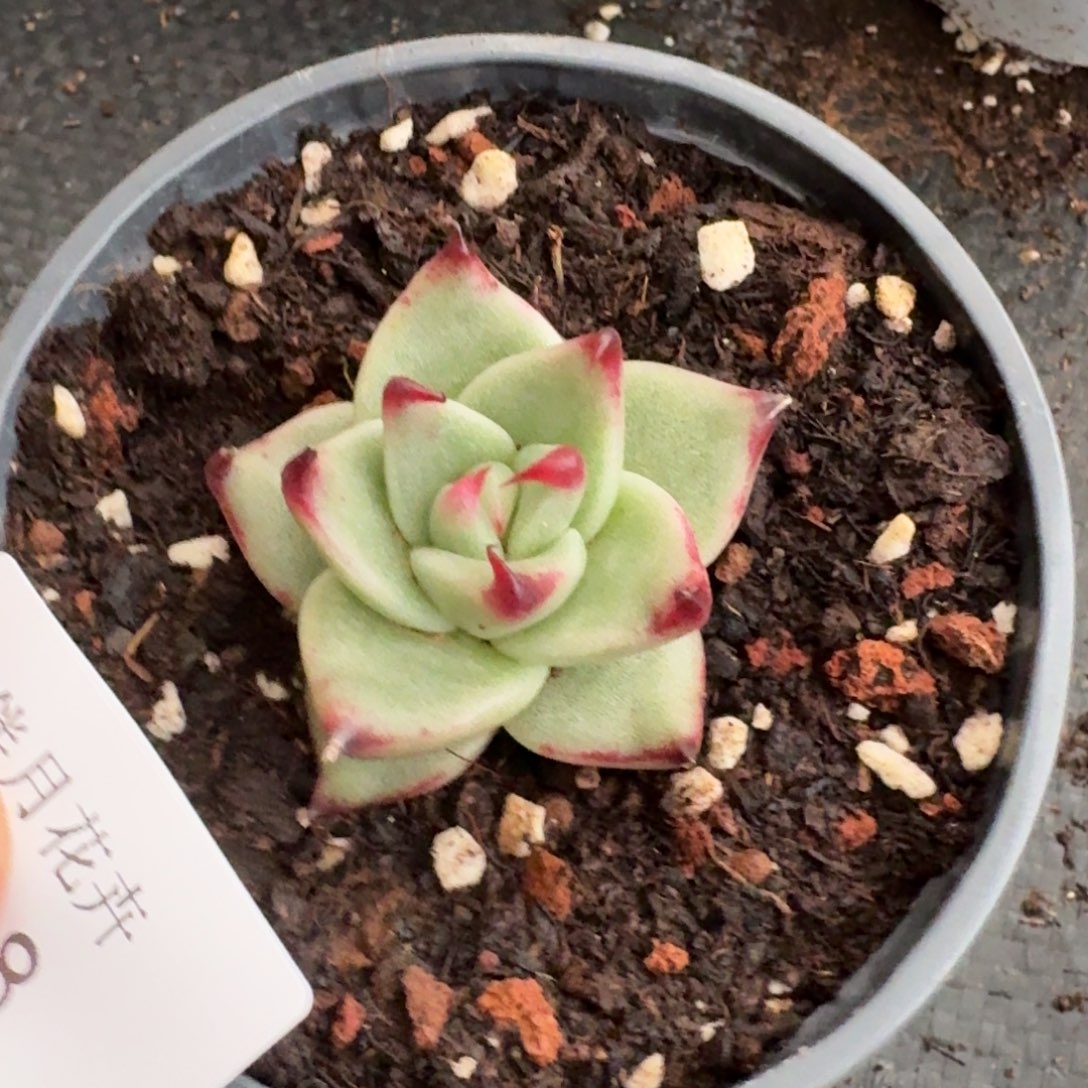 龙抓东云一颗量拍29-8