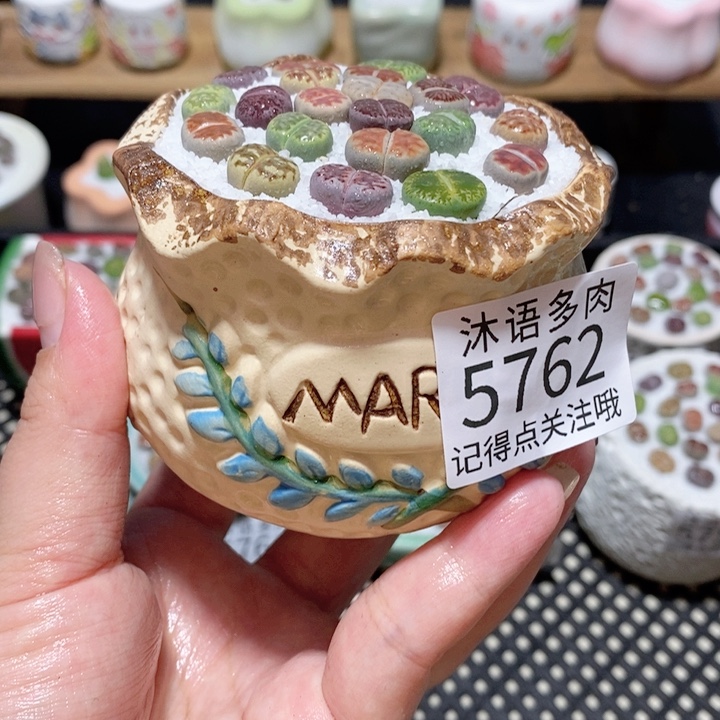 带盆土植物 一物一拍5762