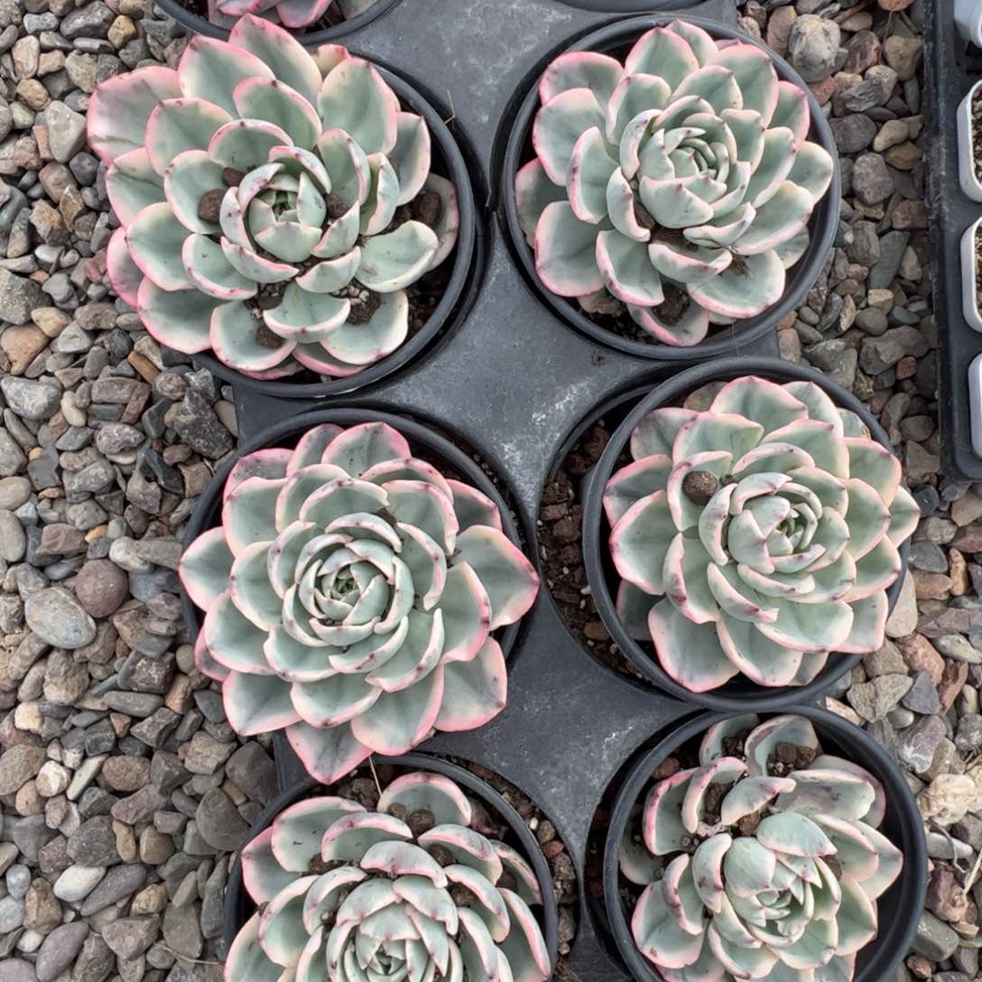 新疆包邮 奶油黄桃锦