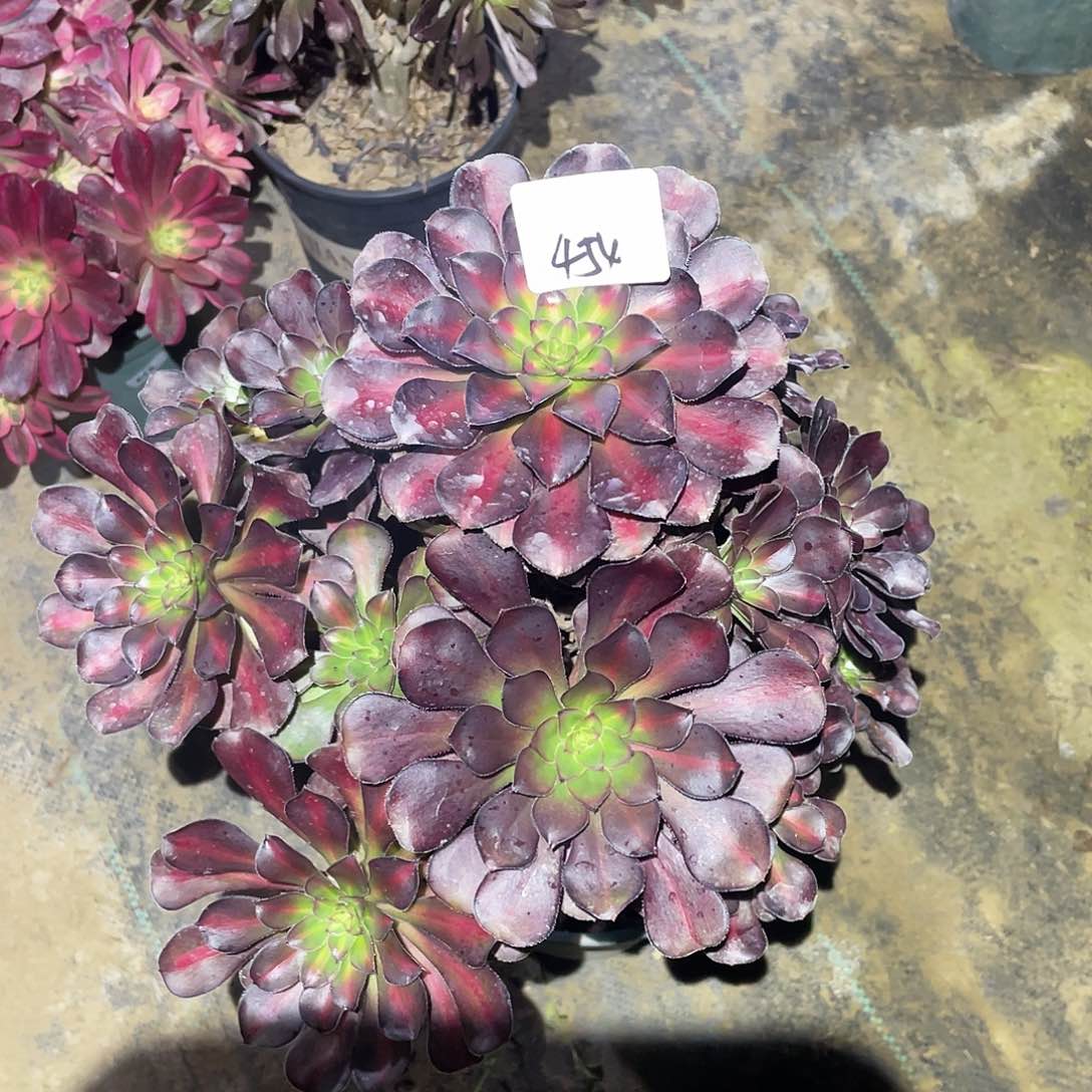 454法师植物晚霞