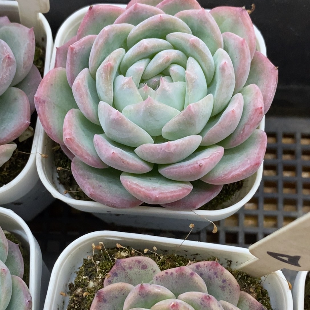 精品多肉一物一拍不包整208