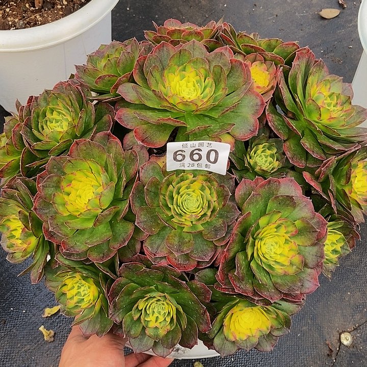 依****嫂660号多肉植物海王