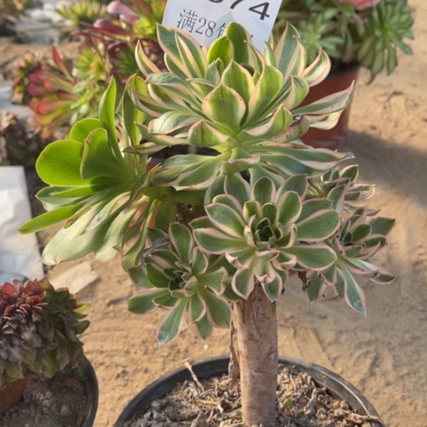 青莲多肉多肉5374